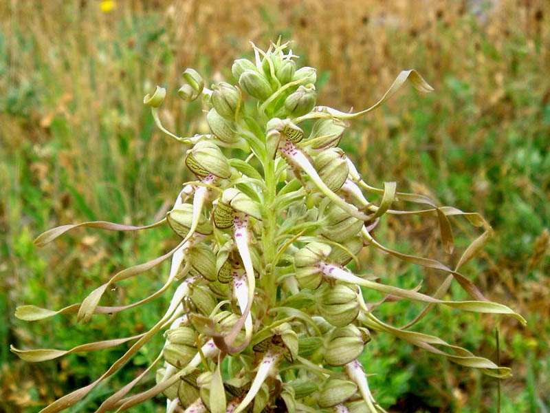 Himantoglossum hircinum photo